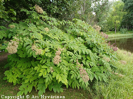 Aralia cordata, hertta-aralia